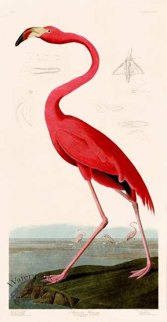 431 American Flamingo Standing